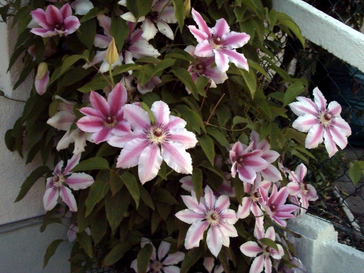 Wallpapers Nature Flowers clematite