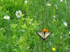 Fonds d'cran Animaux PAPILLON