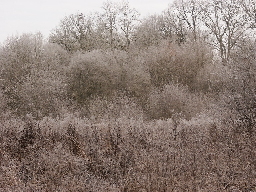 Fonds d'cran Nature Arbres - Forts 