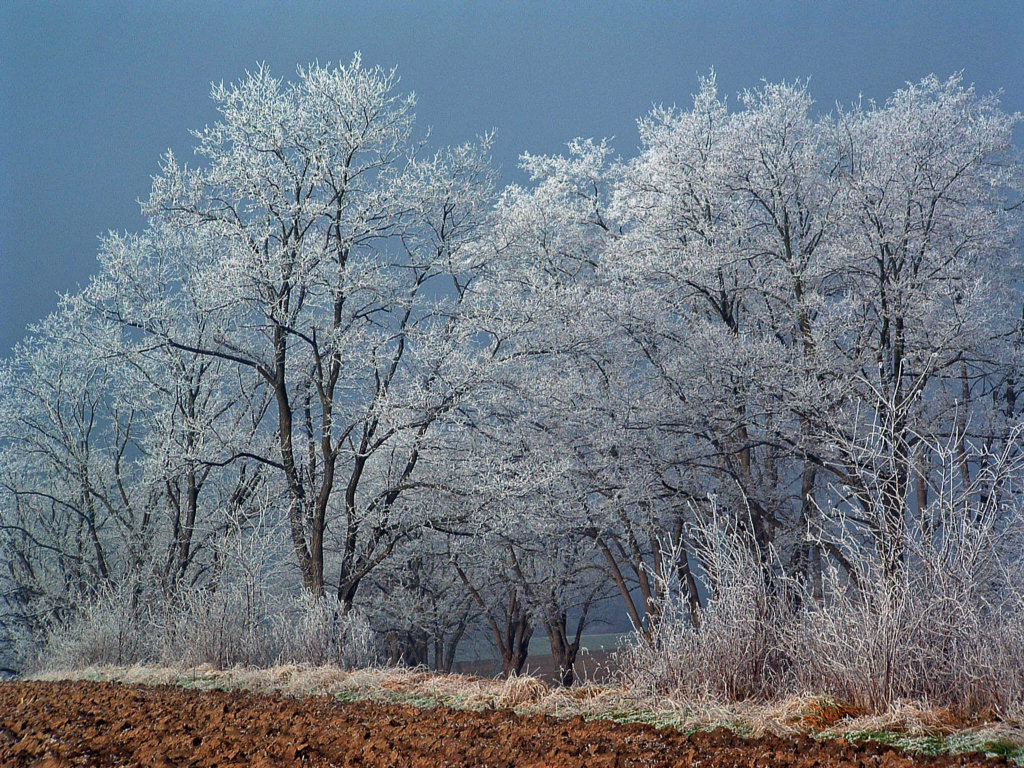 Fonds d'cran Nature Saisons - Hiver Arbres givrs