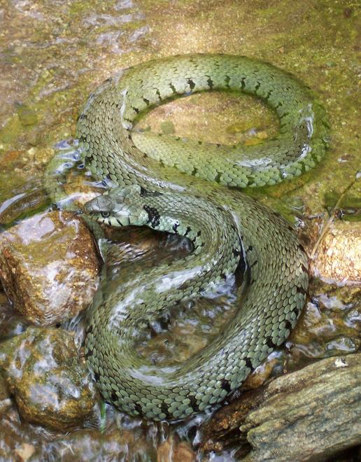 Fonds d'cran Animaux Serpents Couleuvre  Collier