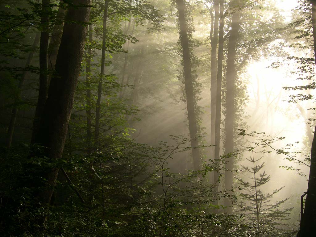 Wallpapers Nature Trees - Forests Brume matinale