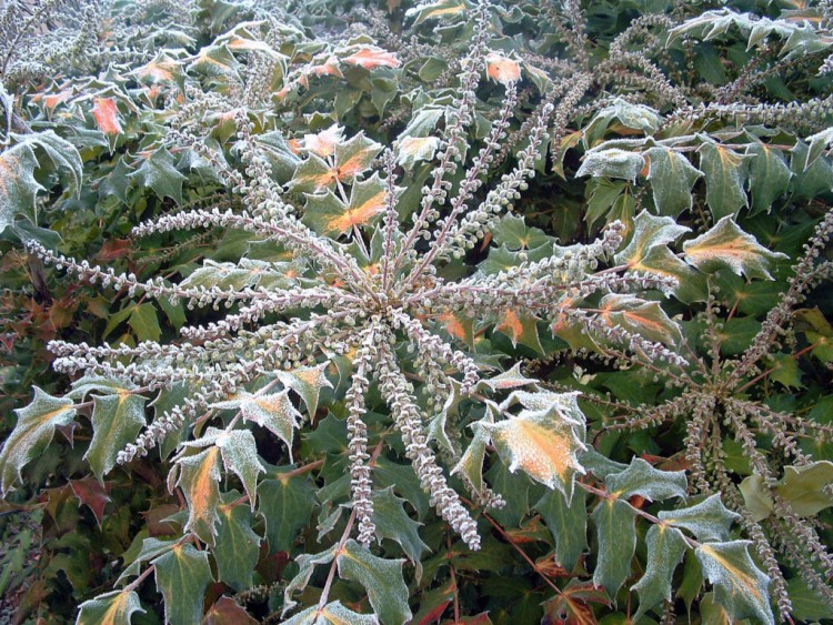 Wallpapers Nature Leaves - Foliage Etoile givre