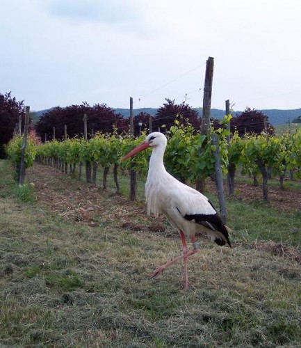 Fonds d'cran Animaux Oiseaux - Cigognes Cigogne  Zellenberg