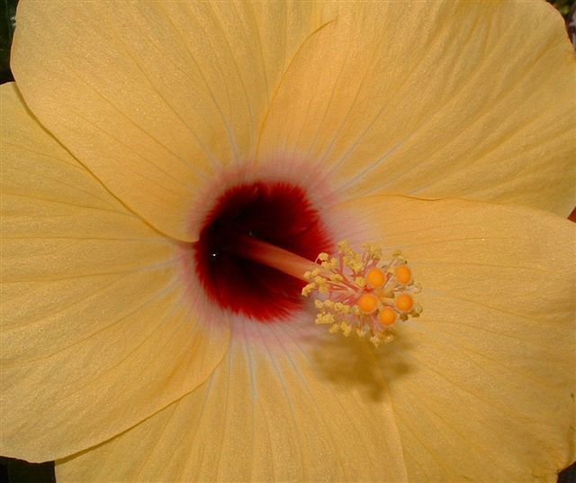 Fonds d'cran Nature Fleurs Hibiscus