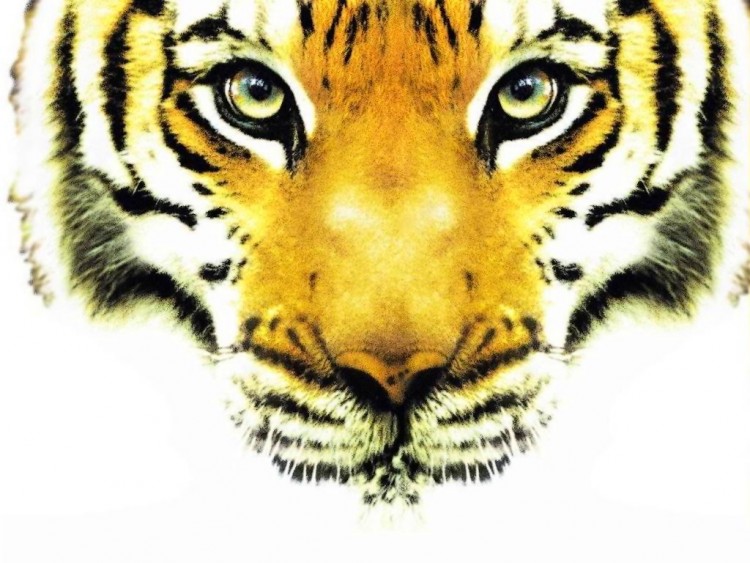 Wallpapers Animals Felines - Tigers Regard