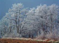 Fonds d'cran Nature Arbres givrs