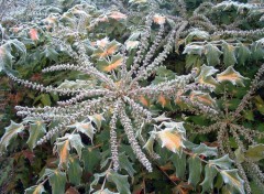 Wallpapers Nature Etoile givre