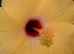 Fonds d'cran Nature Hibiscus