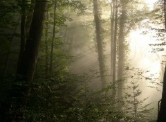 Fonds d'cran Nature Brume matinale