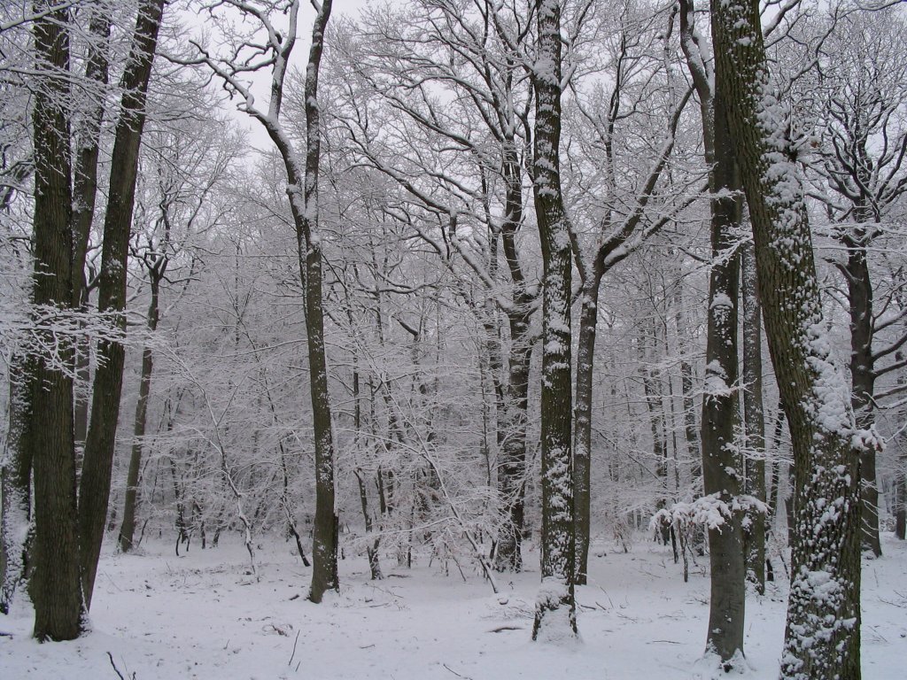 Wallpapers Nature Saisons - Winter Fort de Fontainebleau