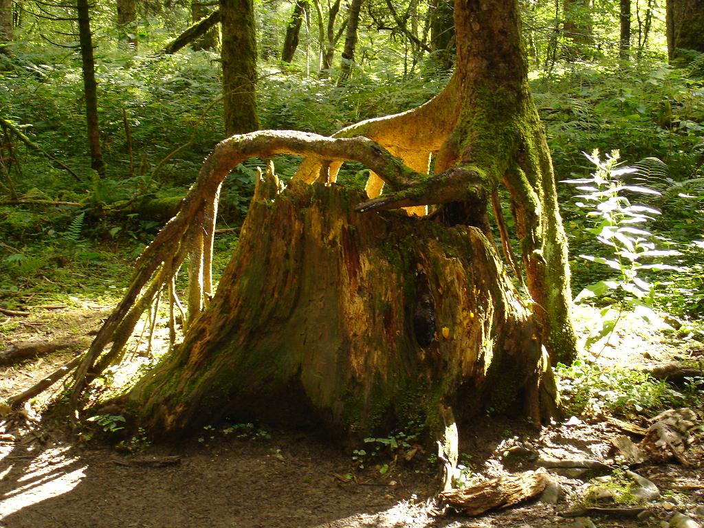 Fonds d'cran Nature Arbres - Forts 