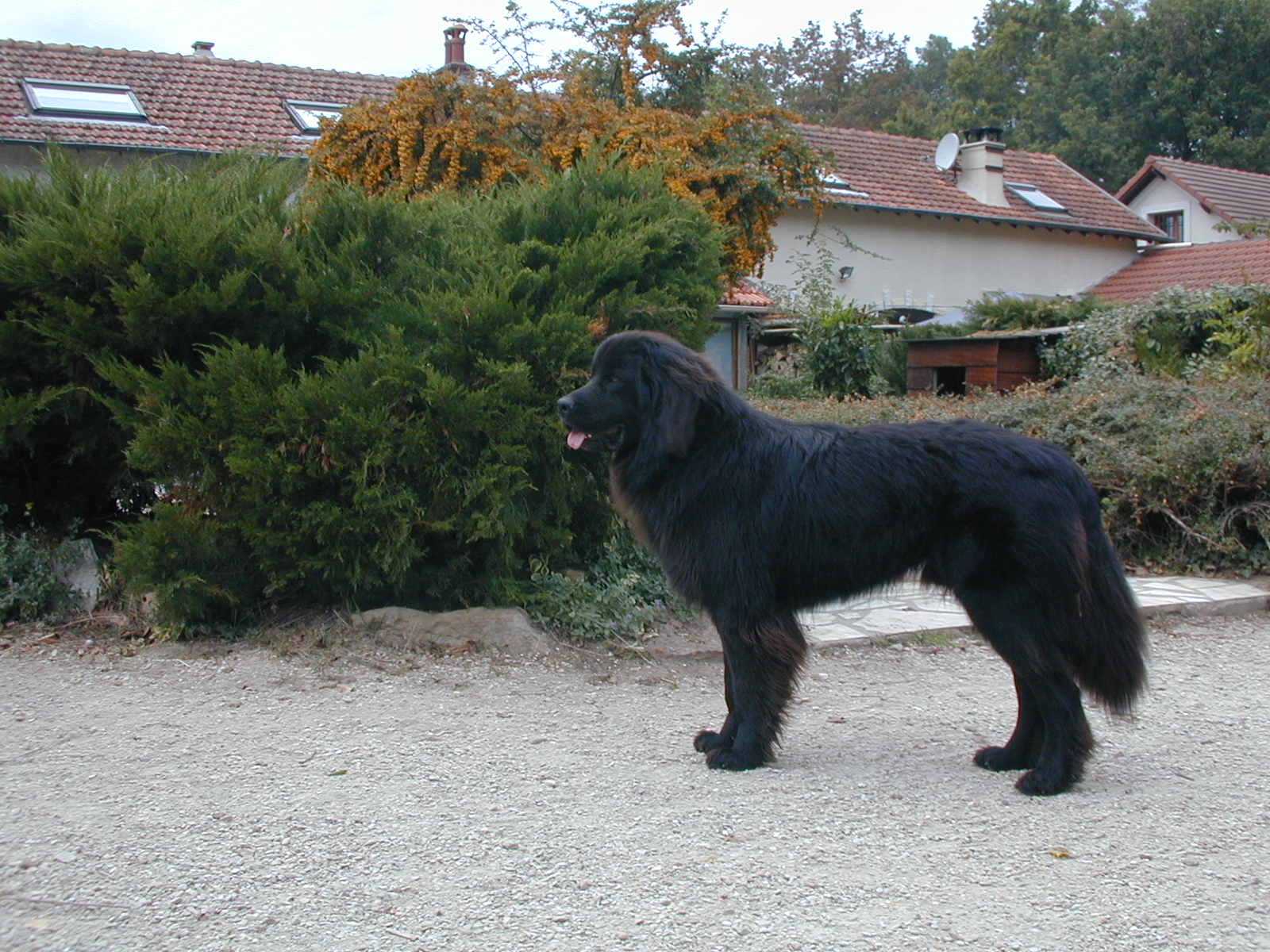 Fonds d'cran Animaux Chiens terre neuve