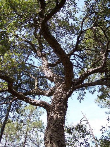 Fonds d'cran Nature Arbres - Forts Chne liege