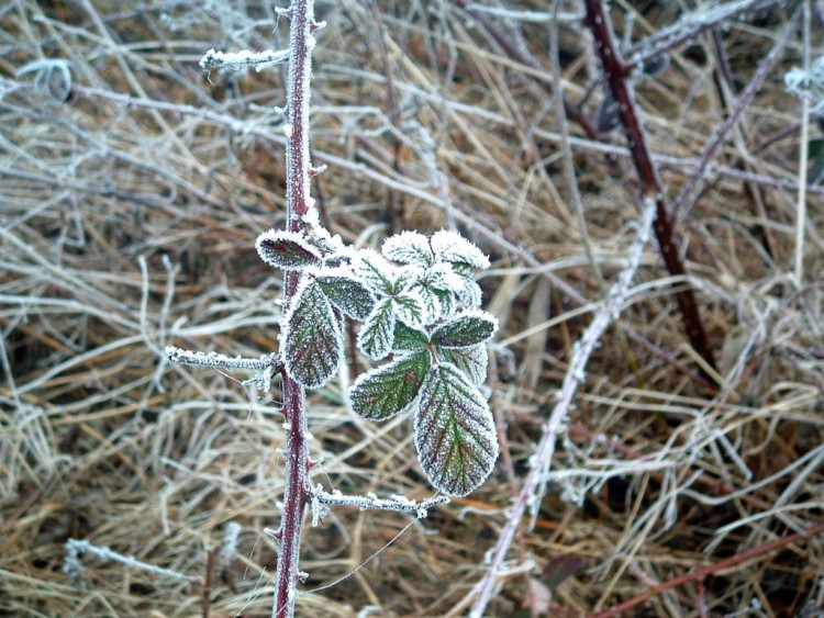 Fonds d'cran Nature Saisons - Hiver C ne se rchauffe pas....