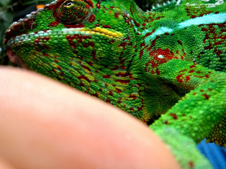 Wallpapers Animals Chameleons Endormi