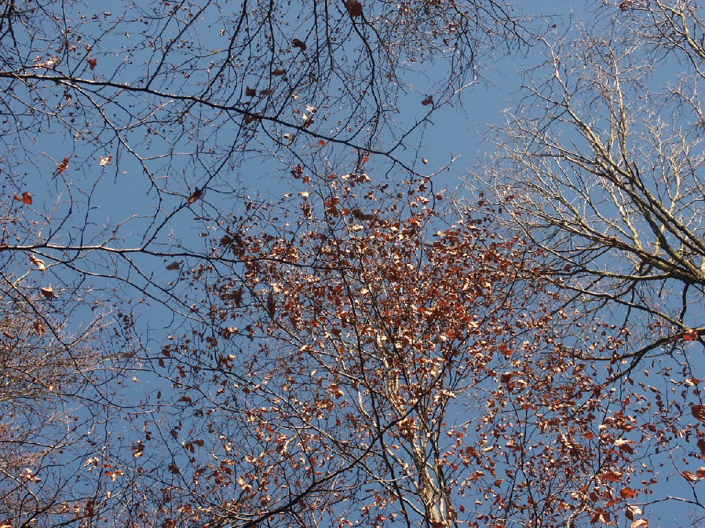 Fonds d'cran Nature Arbres - Forts Purt du ciel