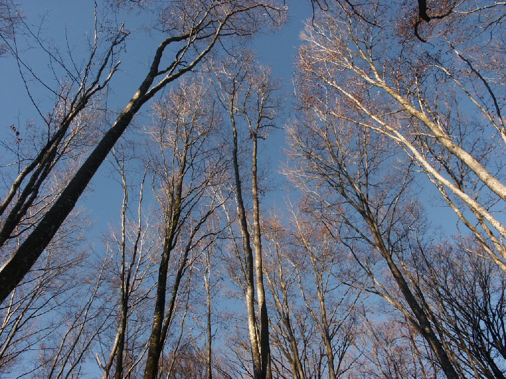 Fonds d'cran Nature Arbres - Forts 