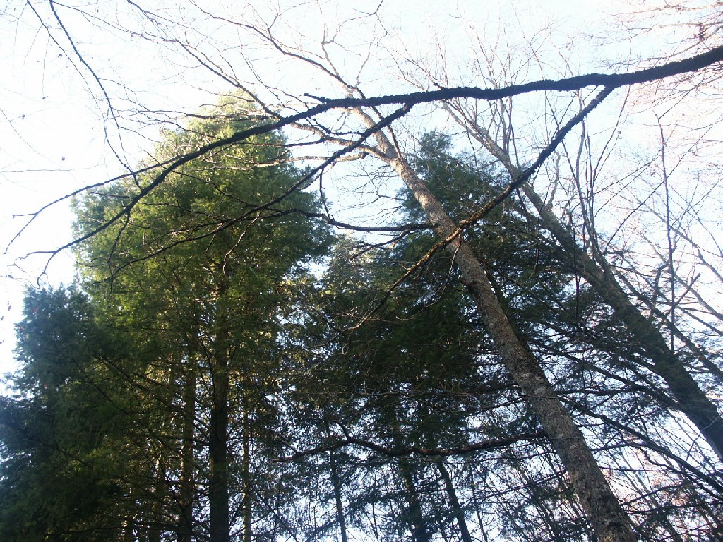 Fonds d'cran Nature Arbres - Forts 