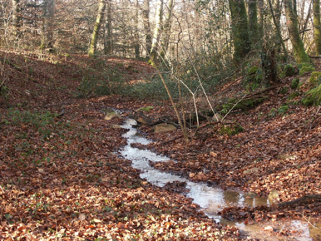 Fonds d'cran Nature Arbres - Forts 