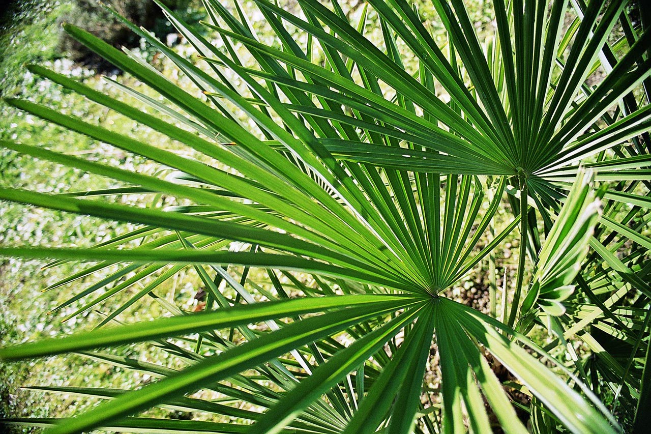 Wallpapers Nature Leaves - Foliage Feuilles de palmier