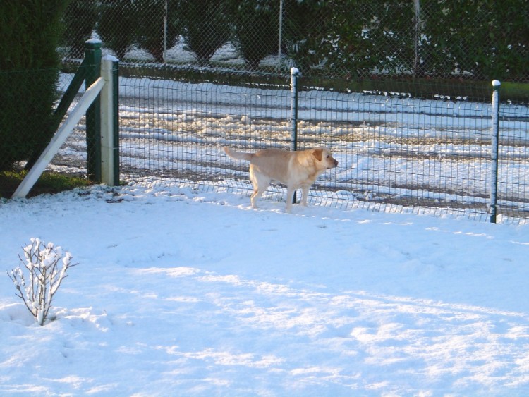 Fonds d'cran Animaux Chiens Mairie