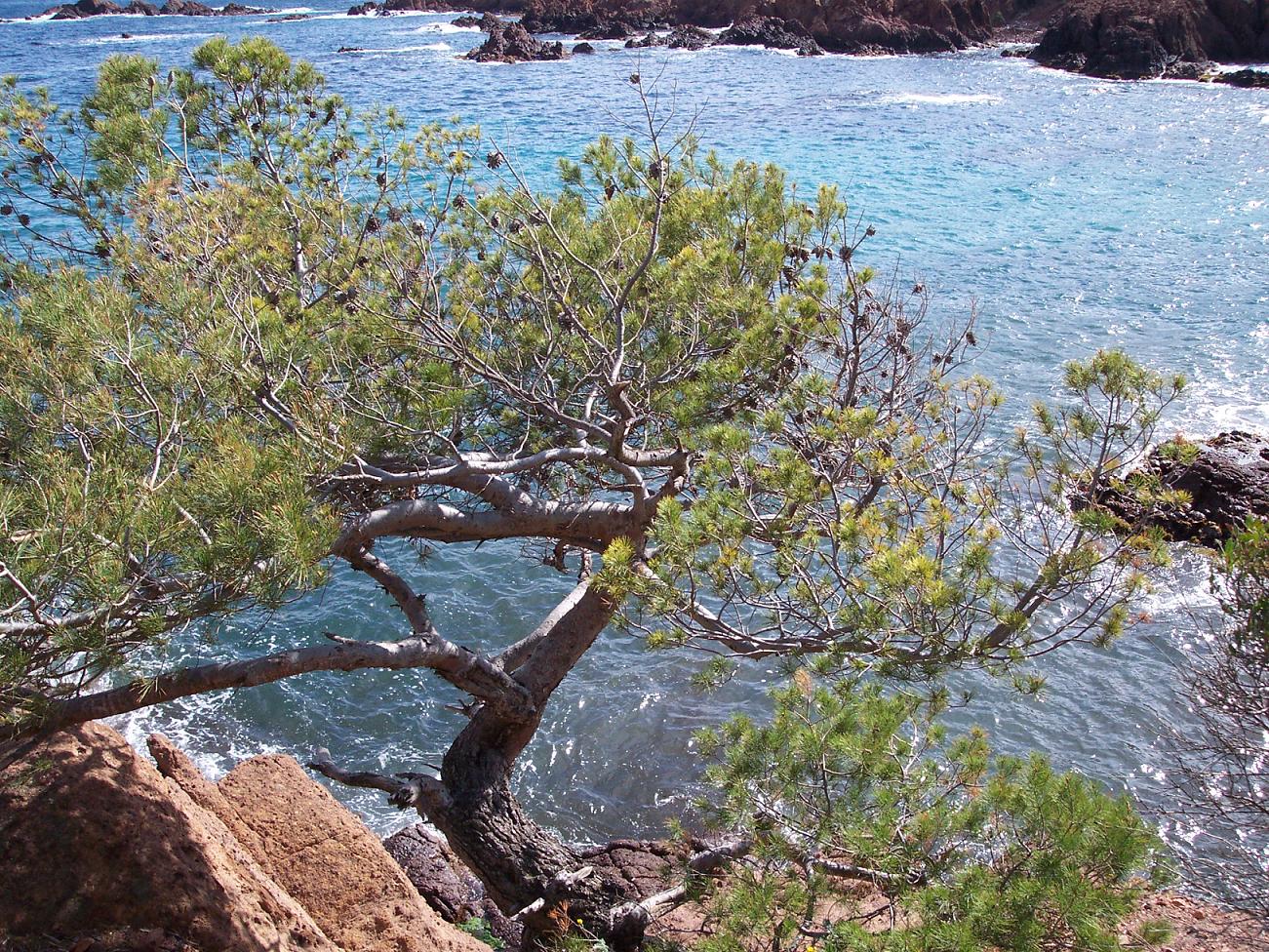 Fonds d'cran Nature Arbres - Forts Carte postale de Theoule