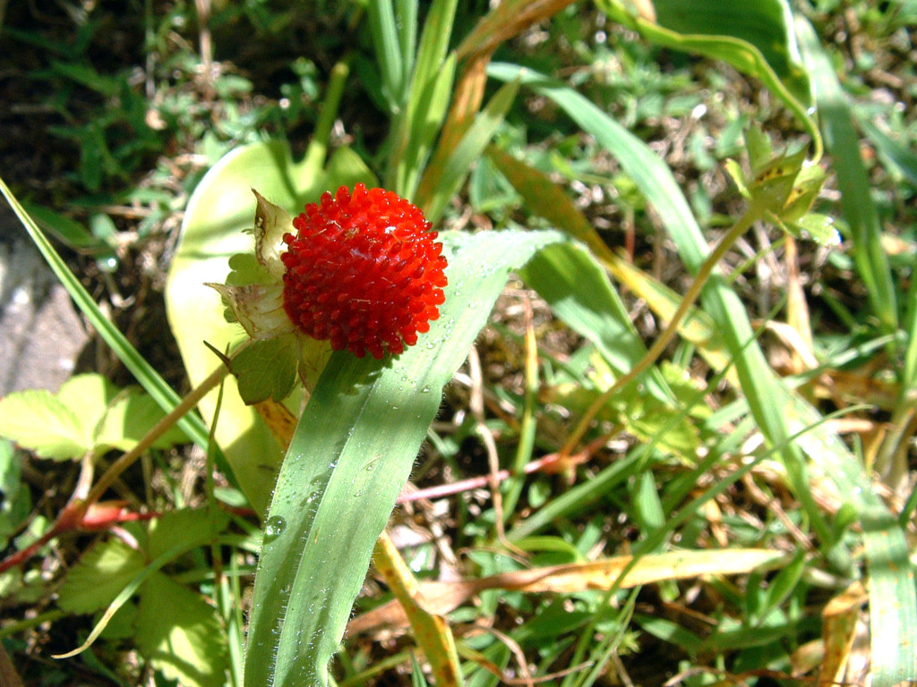 Fonds d'cran Nature Fruits Ile de la Reunion