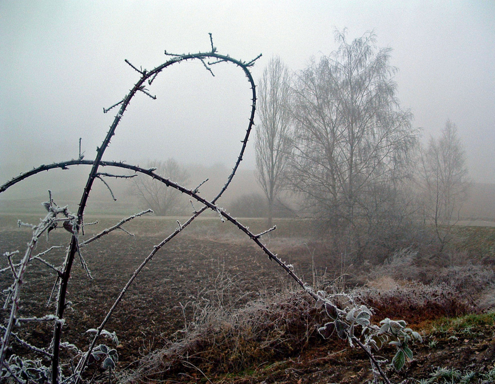 Fonds d'cran Nature Saisons - Hiver Cambrure...pineuse !