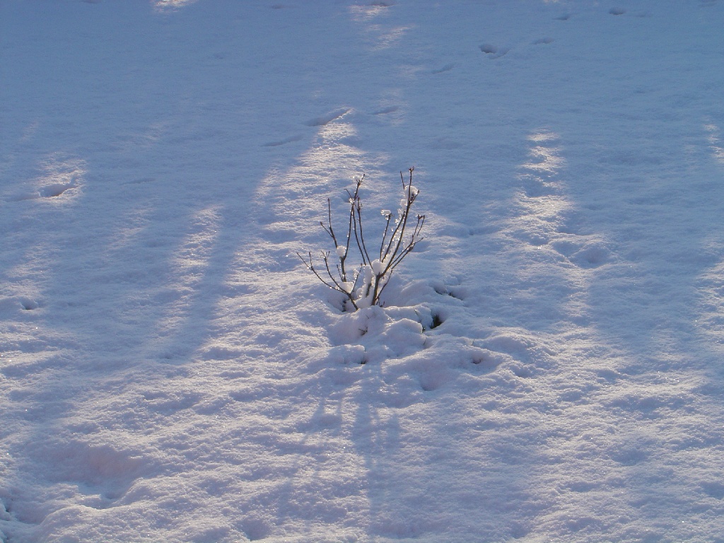 Wallpapers Nature Saisons - Winter 