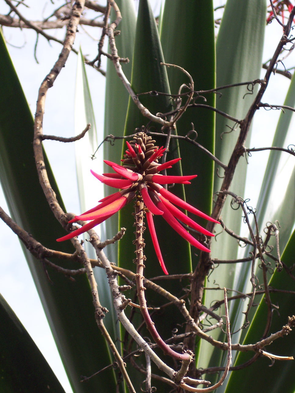 Fonds d'cran Nature Fleurs Fleur zarbi