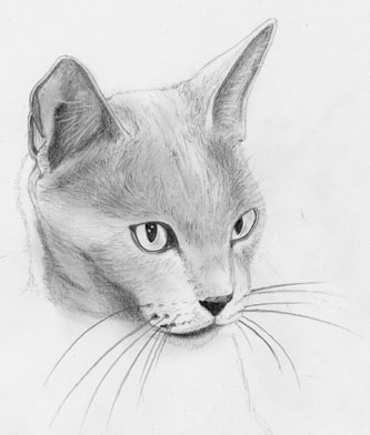 Fonds d'cran Art - Crayon Animaux - Chats Chat