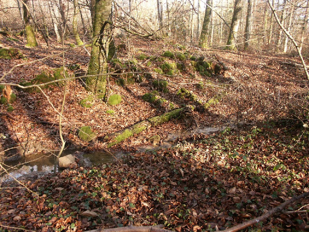 Fonds d'cran Nature Arbres - Forts 