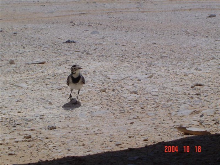 Wallpapers Animals Birds - Misc oiseau dsert blanc Egypte