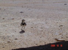 Fonds d'cran Animaux oiseau dsert blanc Egypte