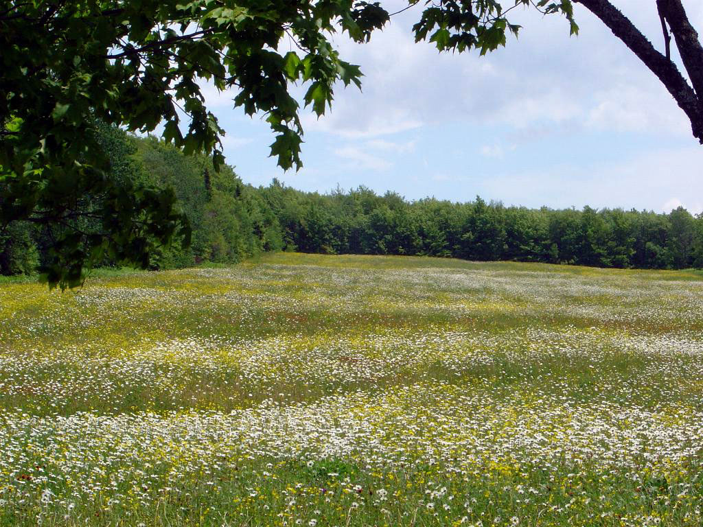 Fonds d'cran Nature Champs - Prairies fleur des champs