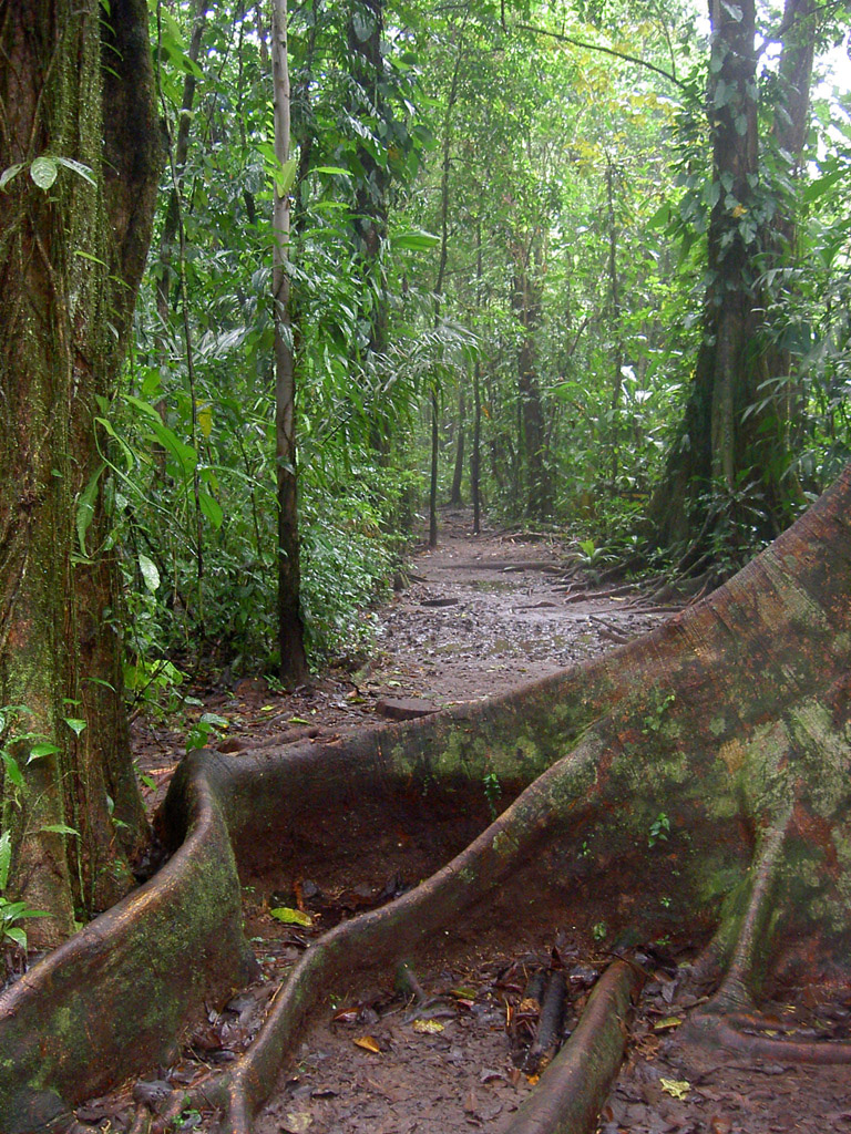 Fonds d'cran Nature Arbres - Forts Costa Rica-Rain Forest-Rserve de Tortuguero