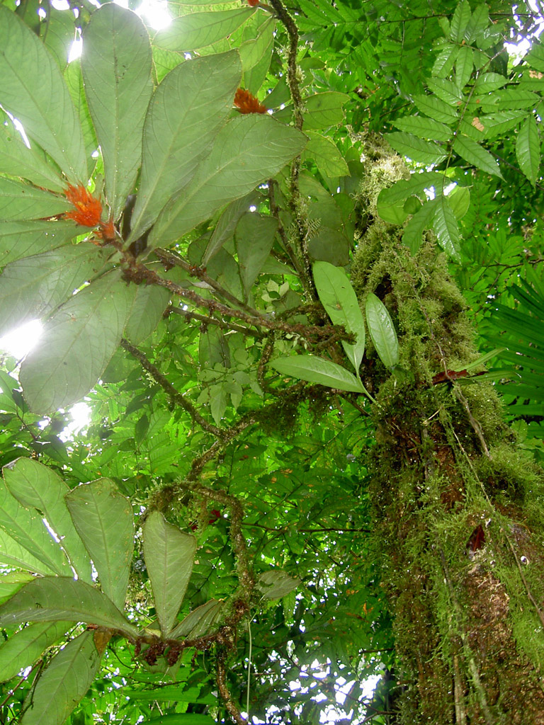 Wallpapers Nature Trees - Forests Costa Rica-Rain Forest-Rserve du Volcan Arenal