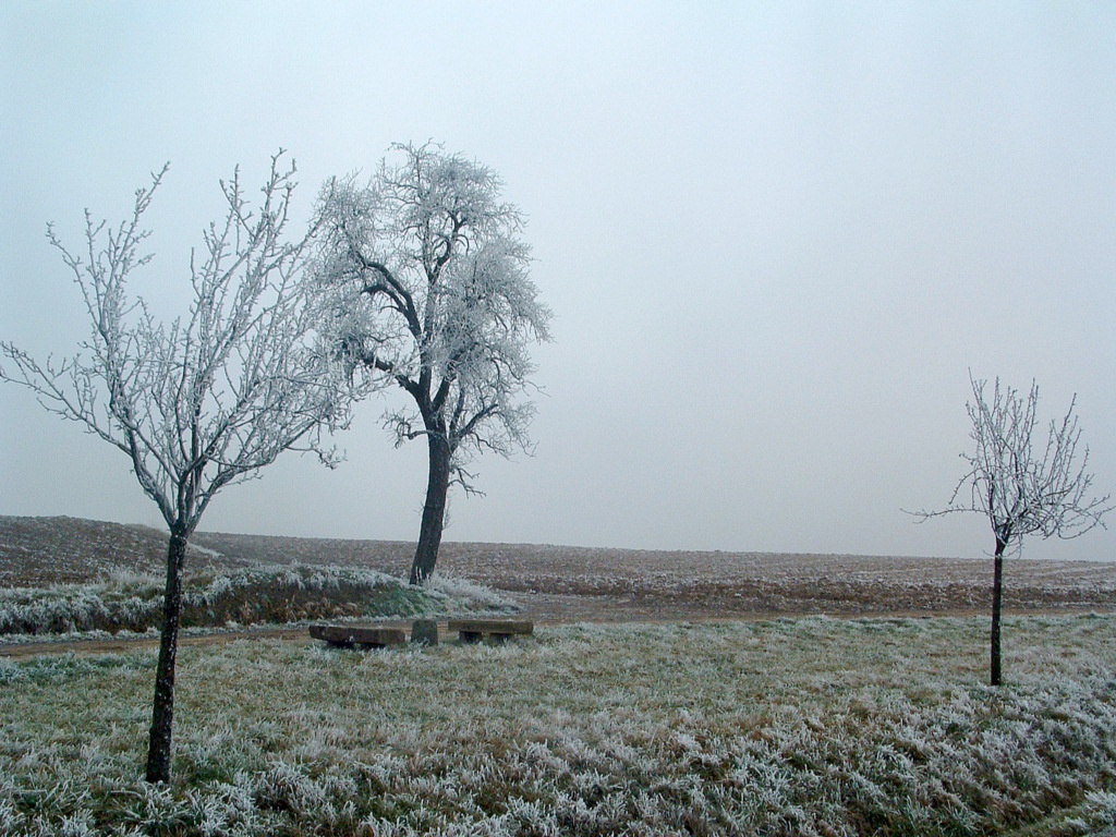 Fonds d'cran Voyages : Europe France > Alsace Une petite pause givre ?