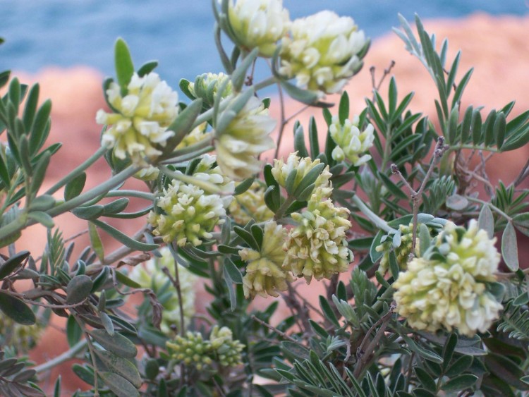 Fonds d'cran Nature Fleurs Fleur de bord de mer