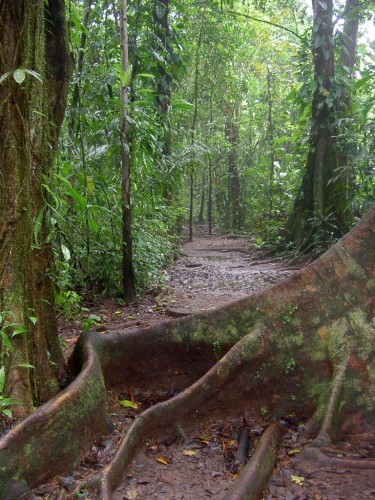 Fonds d'cran Nature Arbres - Forts Costa Rica-Rain Forest-Rserve de Tortuguero