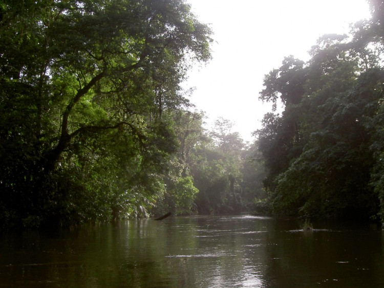 Fonds d'cran Nature Fleuves - Rivires - Torrents Costa Rica-Rain Forest-Rserve de Tortuguero 4