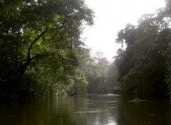 Fonds d'cran Nature Costa Rica-Rain Forest-Rserve de Tortuguero 4