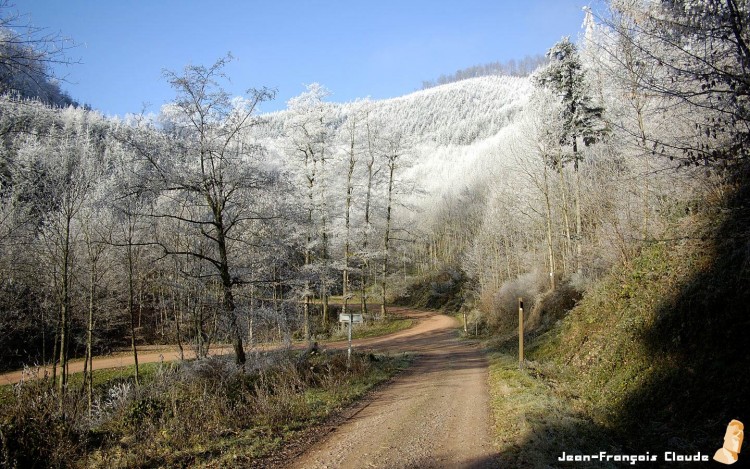 Wallpapers Nature Trees - Forests Givre