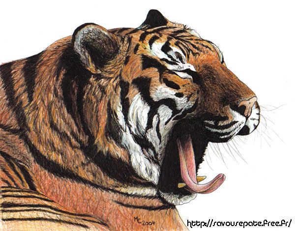 Fonds d'cran Art - Crayon Animaux - Flins Tigre