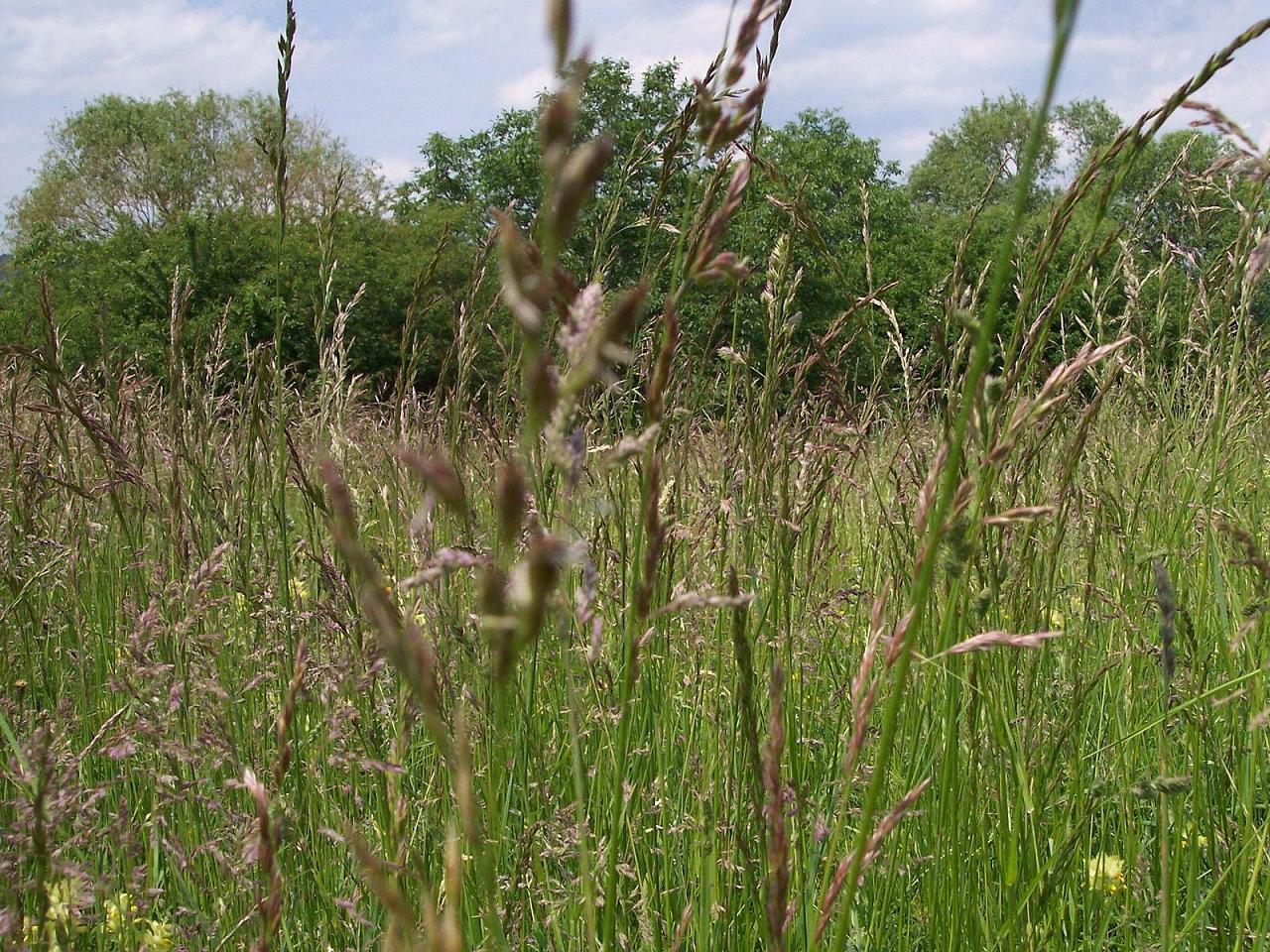 Fonds d'cran Nature Feuilles - Feuillages Dans le champ