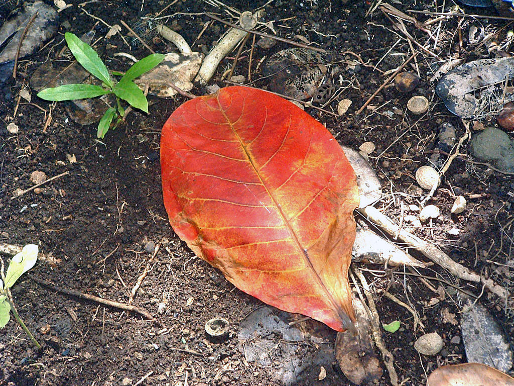 Fonds d'cran Nature Feuilles - Feuillages Ile de la Reunion