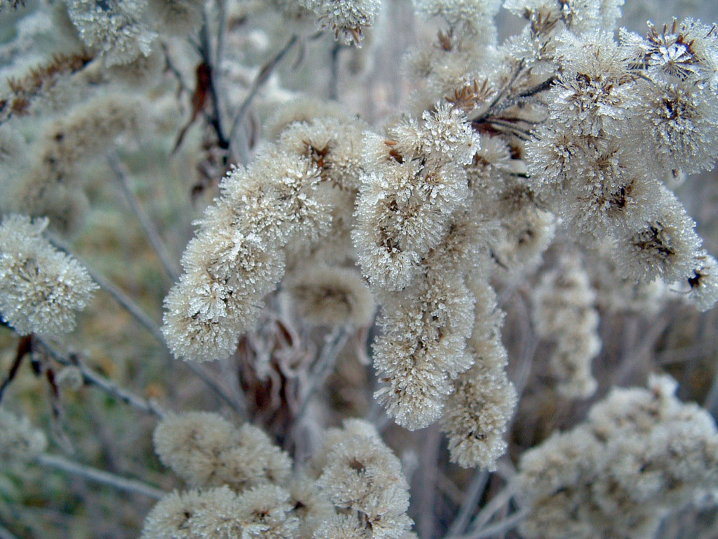 Fonds d'cran Nature Saisons - Hiver Givre...