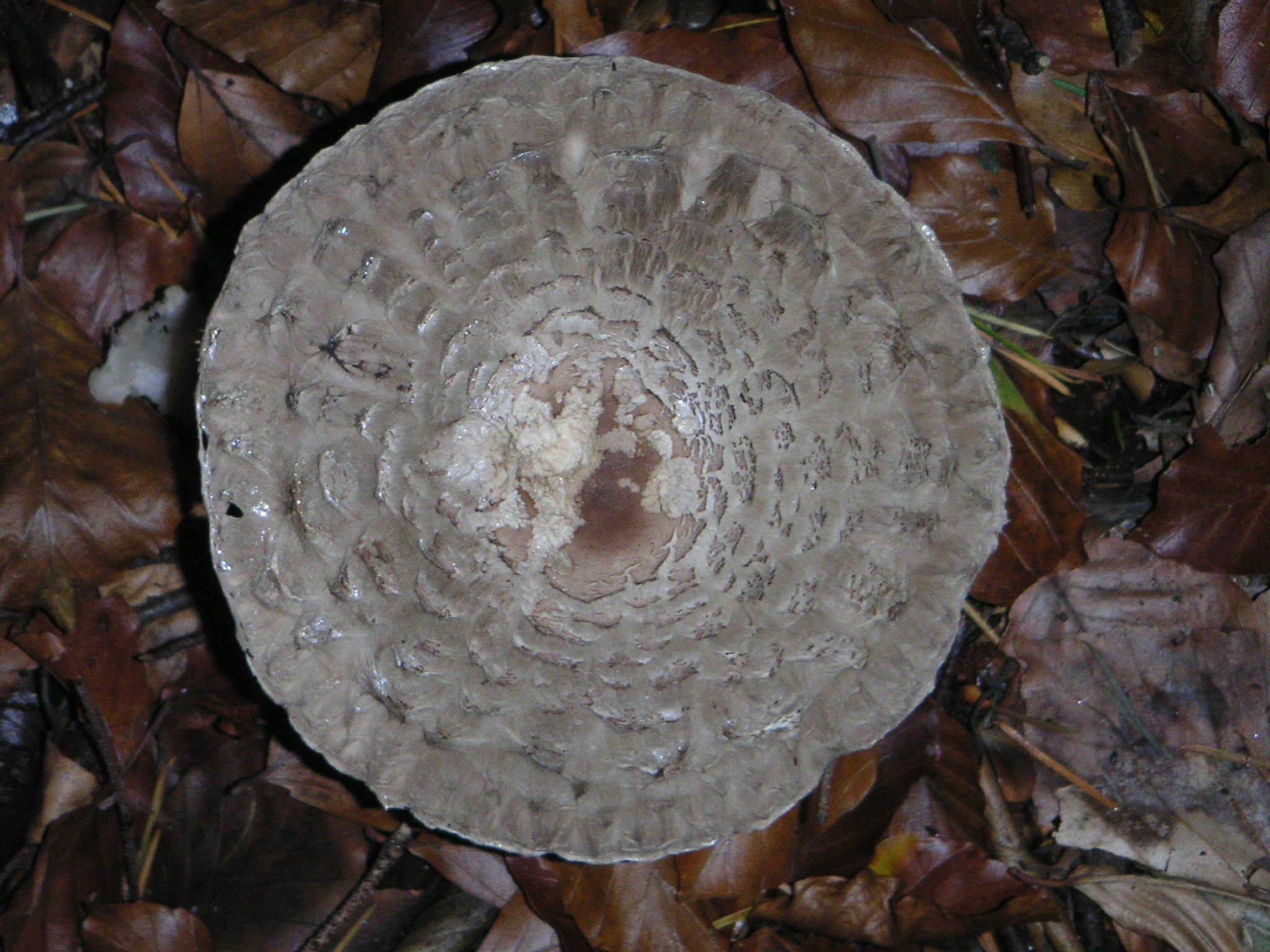 Fonds d'cran Nature Champignons aurole