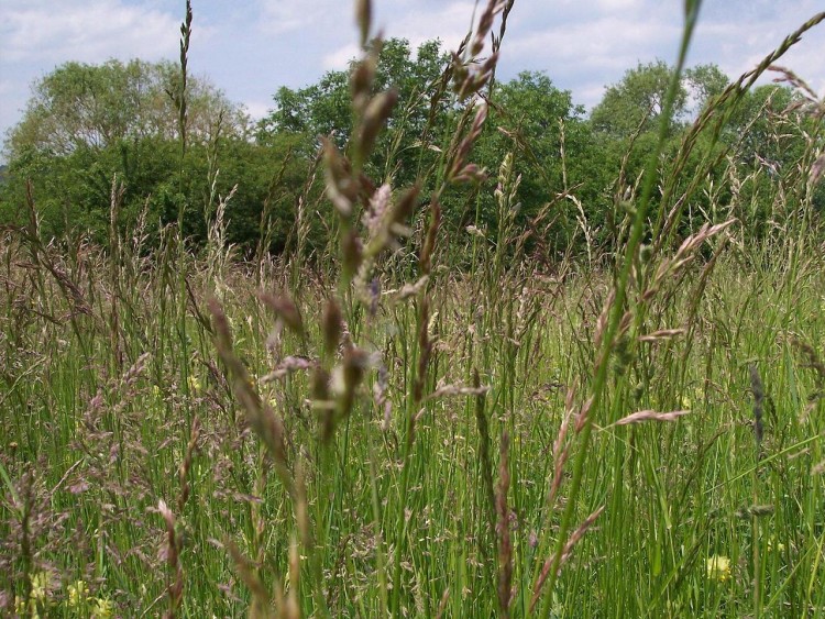 Fonds d'cran Nature Feuilles - Feuillages Dans le champ